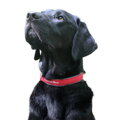 Obojek Mountain Paws Dog Collar L